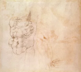 Torsostudie